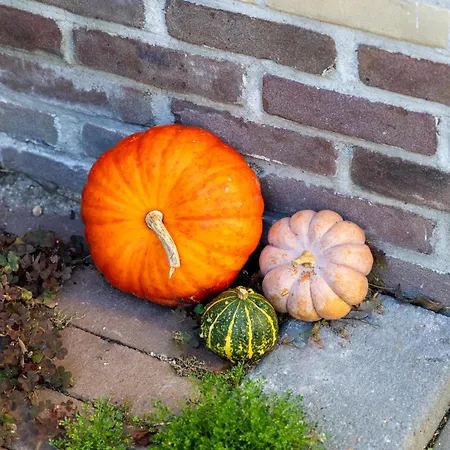 De Oude Walnoot Sint Pancras